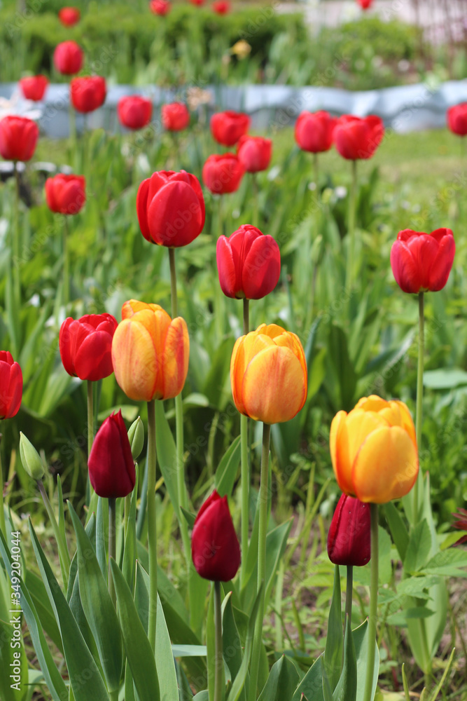 red and yellow tulips in the flowerbed
