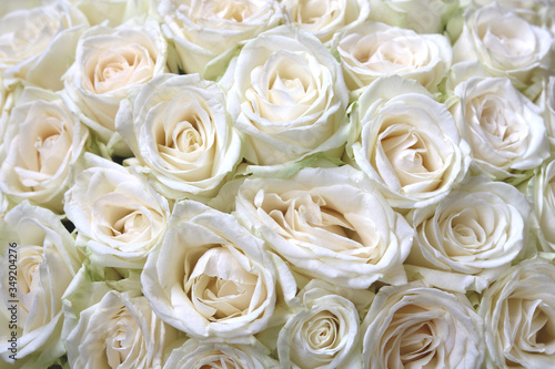 Natural floral background with bouquet of white roses