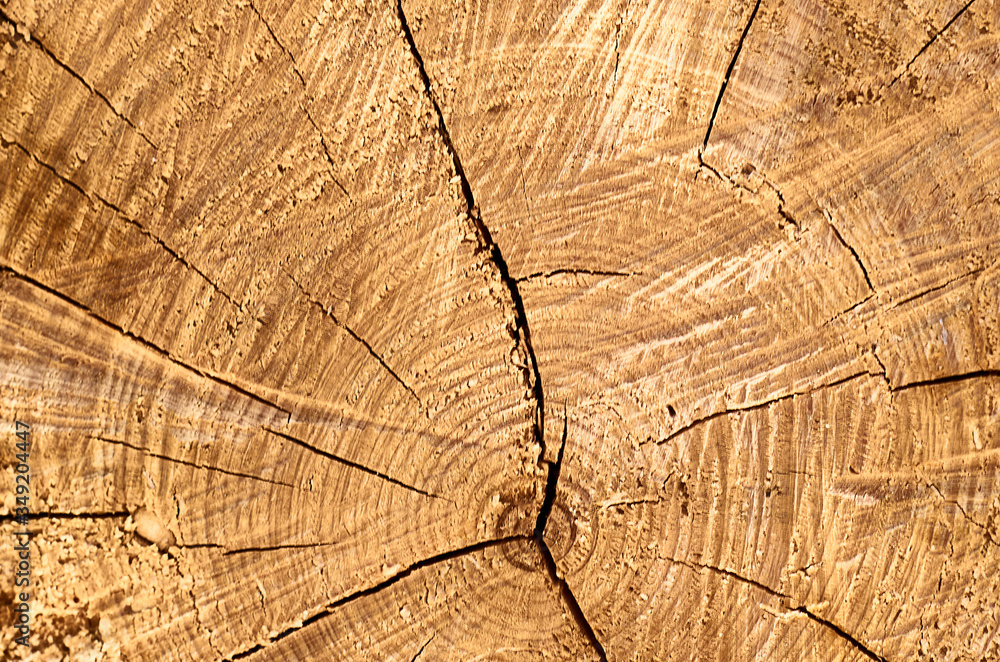 Naklejka premium Pile of wood logs ready for winter - landscape exterior