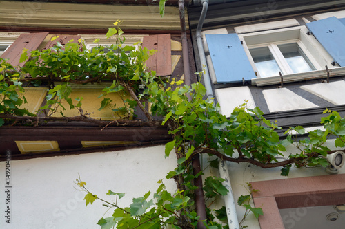 oppenheim am rhein, wohnhaus mit weinstock in der altstdt photo