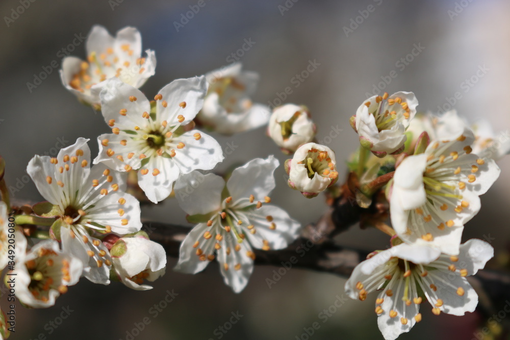 Obraz premium White cherry flowers close-up on a twig against a clear blue sky on a Sunny day.