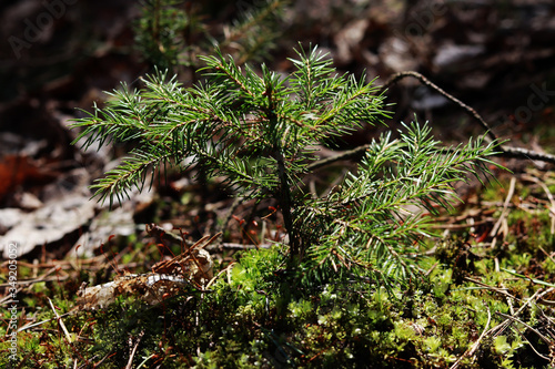 small spruce