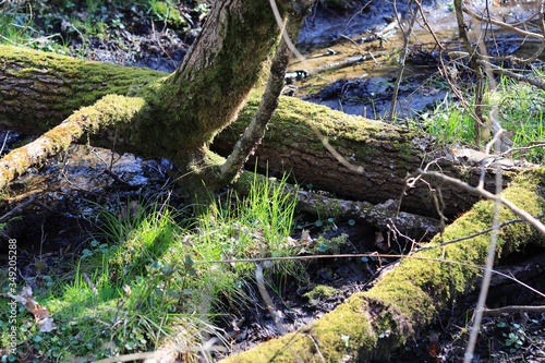 tree in the woods