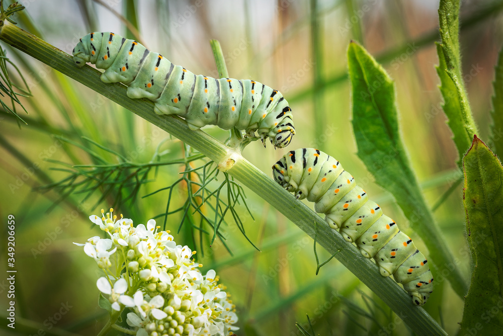 Naklejka premium macaone