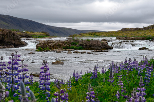 A river with lupins and waterfall in Iceland