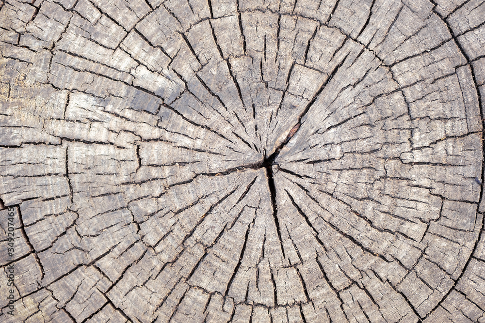 Fototapeta premium wood texture with cracks running from the center