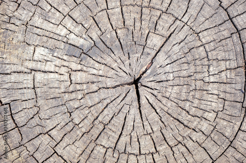 wood texture with cracks running from the center