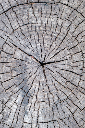 vertical texture of a poplar cut of a tree