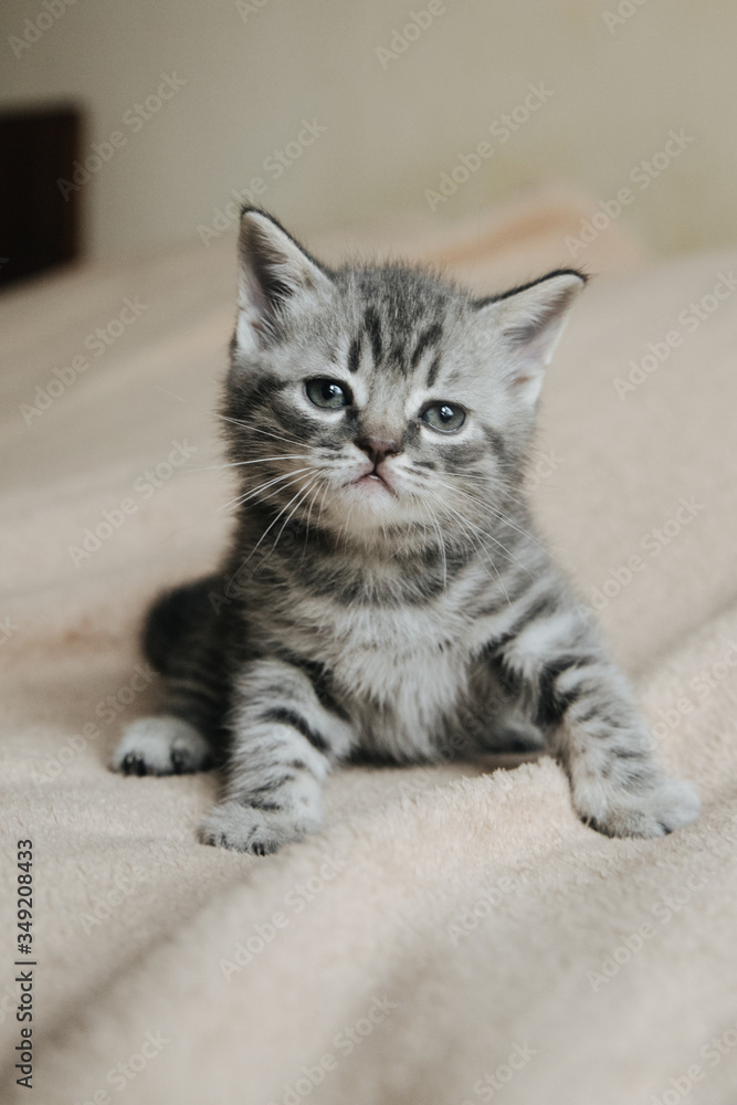 Obraz premium cat, kitten