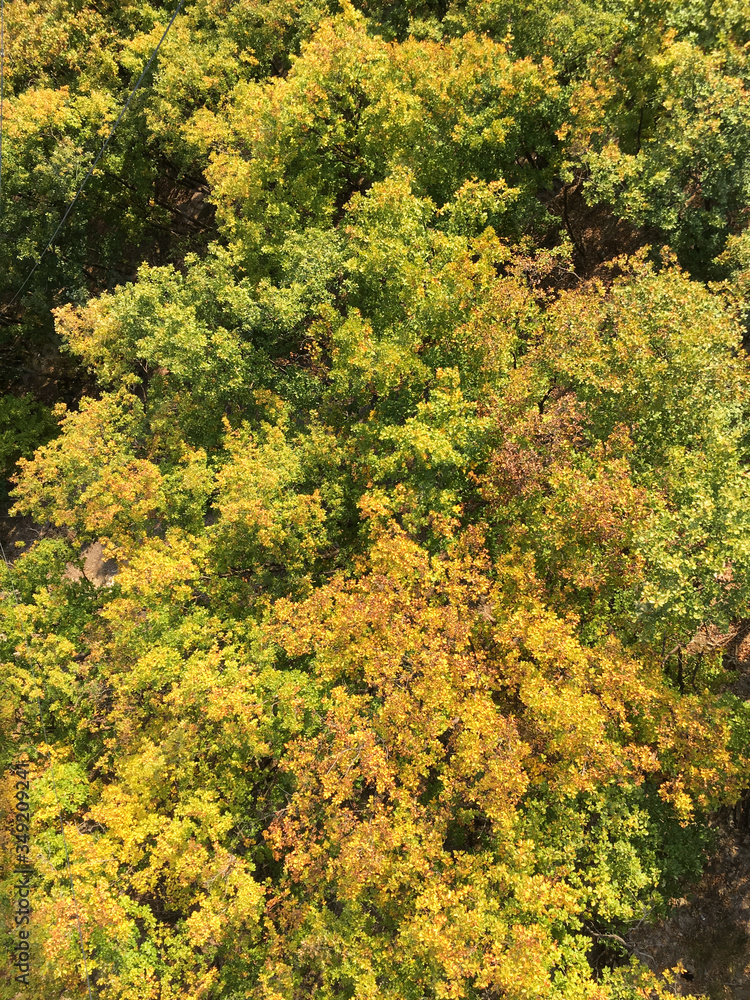 Deciduous forest from above.
