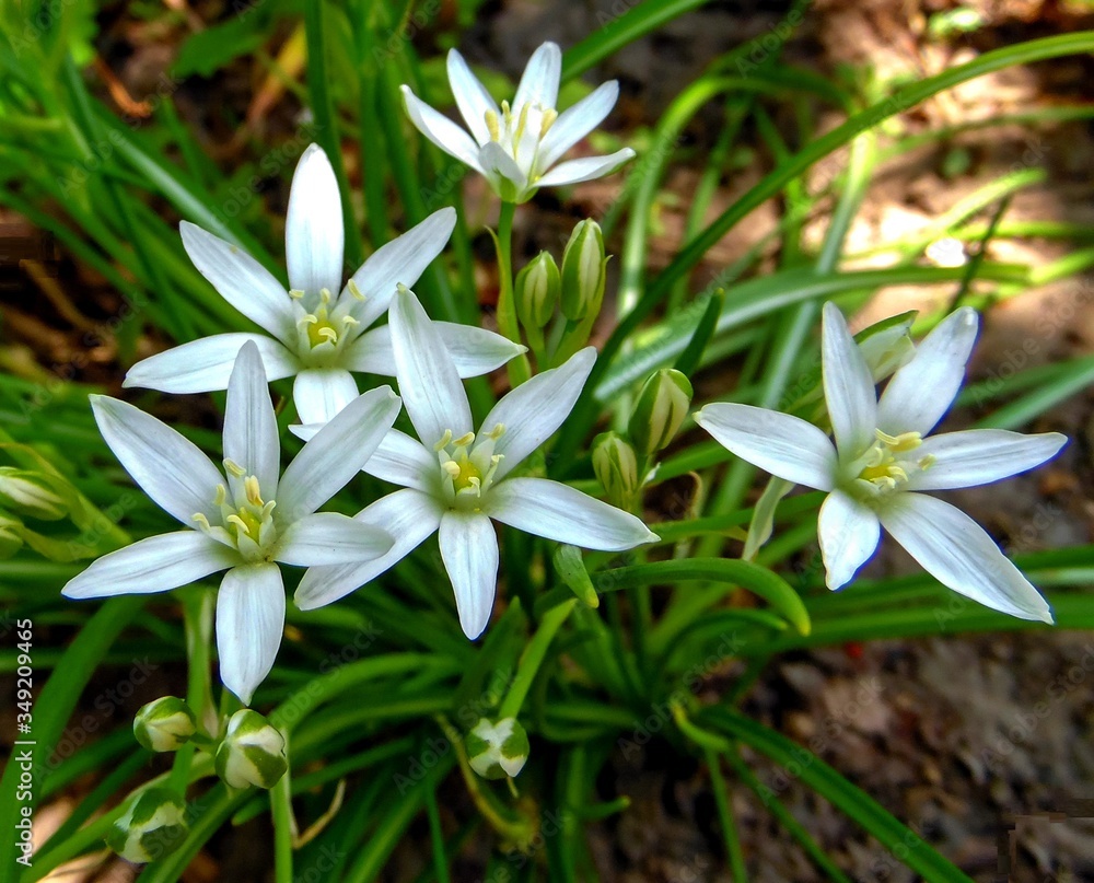 Bright white Ornithgalum (Star of Bethlehem) flowers in spring garden close-up Bright white Ornithgalum (Star of Bethlehem) flowers in spring garden close-up