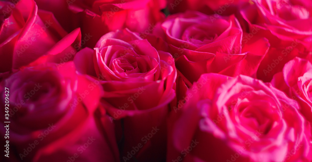 Bunch of pink fuchsia roses close-up header Bunch of pink fuchsia roses close-up header