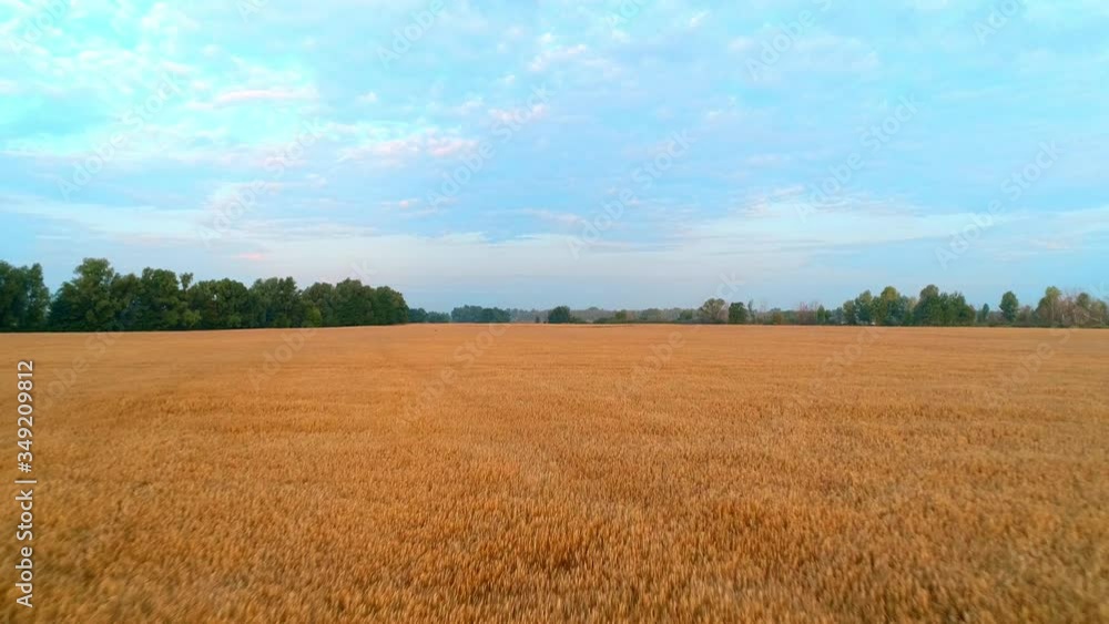 Drone flies over a field with wheat at sunrise. Aerial view. 4k footage