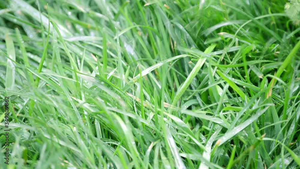 Watering green grass in a spring day Watering green grass in a spring day