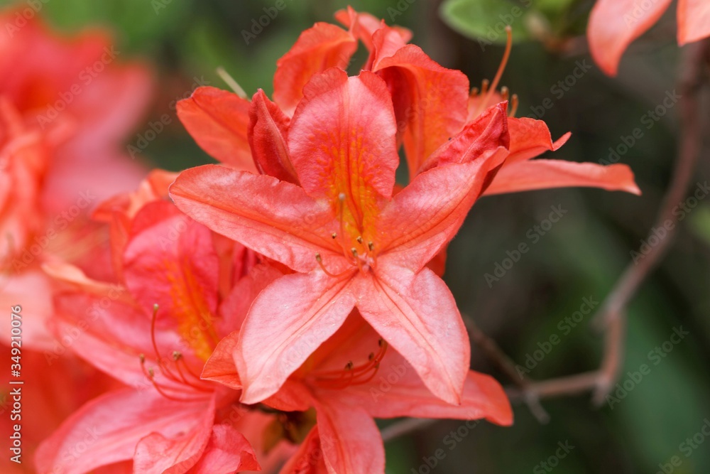 Fototapeta premium Japanese azalea, rhododendron japonicum