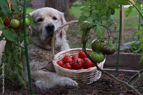 Dog lying in the garden. Growing tomatoes.