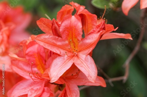 Japanese azalea, rhododendron japonicum © ChrWeiss