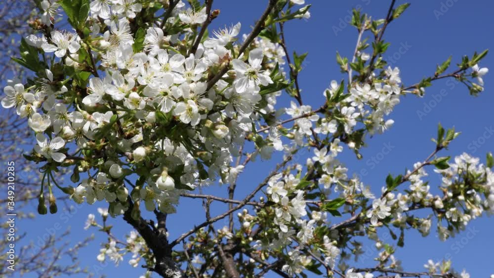 Cherry blossom in spring against a blue sky
Cherry blossom in spring against a blue sky
