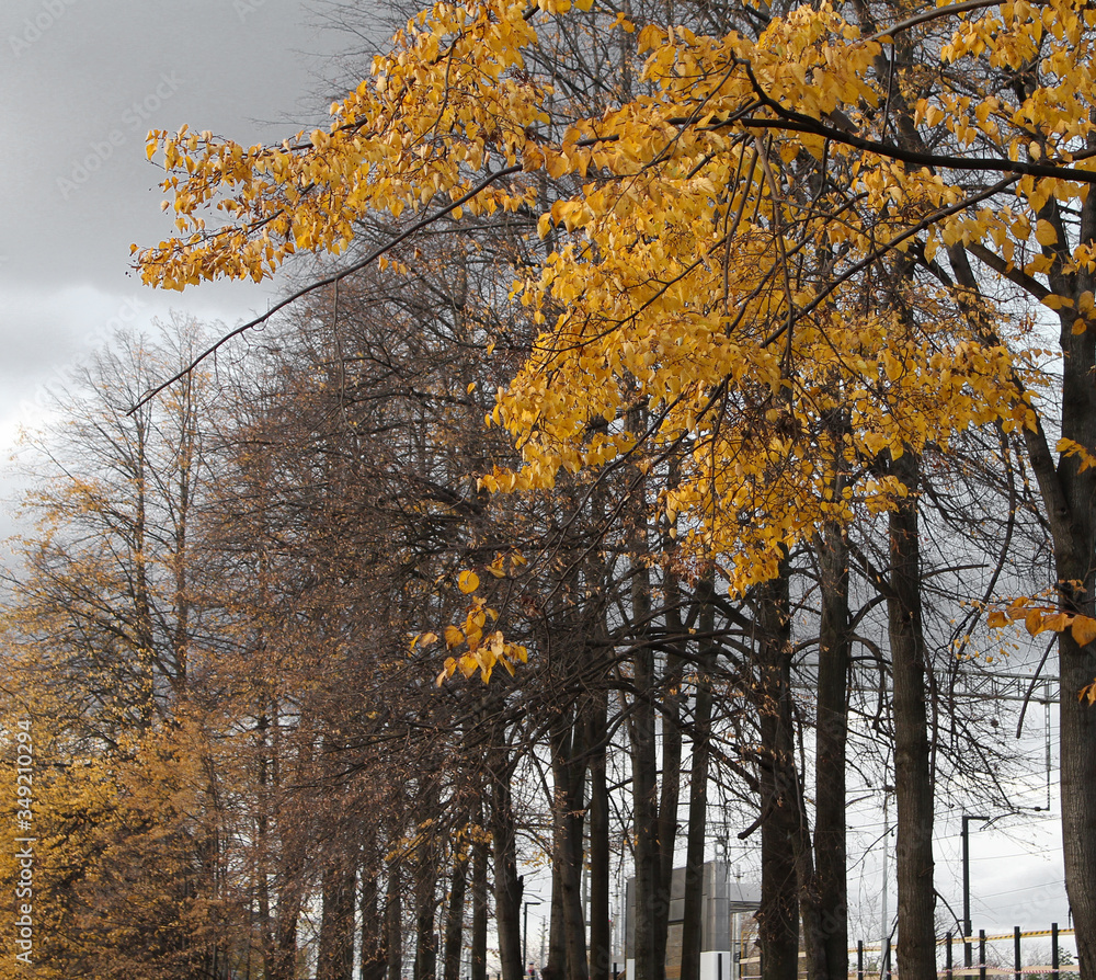 Fototapeta premium autumn in the park