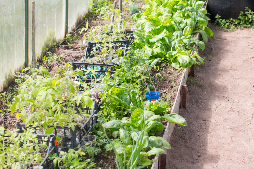 Garden greenhouses and planting seedlings in the soil. Garden vegetable garden nature. Garden greenhouses and planting seedlings in the soil. Garden vegetable garden nature.