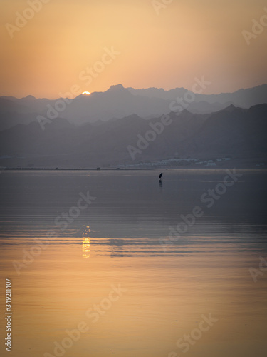a bird in solitude at sunset in Dahab Egypt