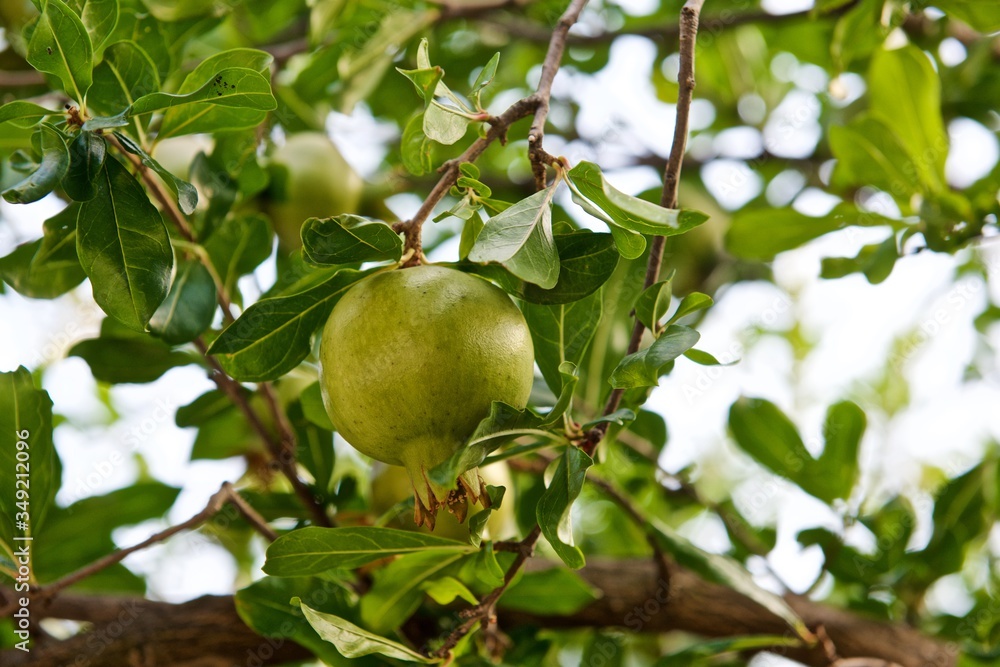 pomegranates on a tree with green leaves pomegranates on a tree with green leaves