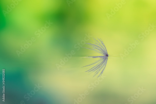 Macro of dandelion seed reflected in the water on blurred background. Poetic and relaxing image ideal for making canvas