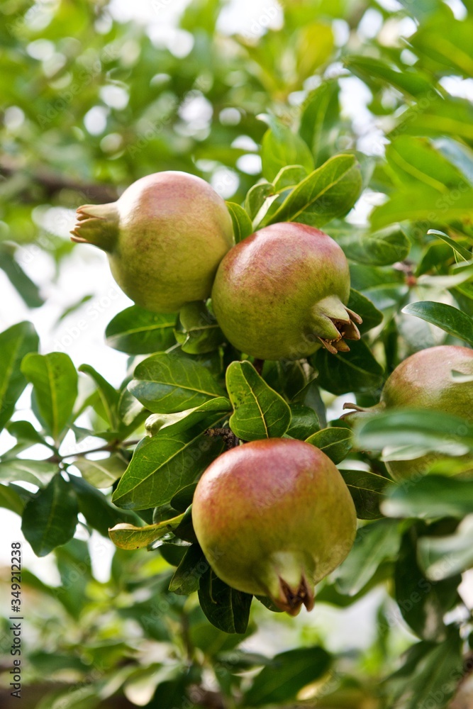 pomegranates on a tree with green leaves pomegranates on a tree with green leaves