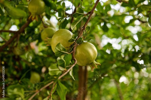 pomegranates on a tree with green leaves