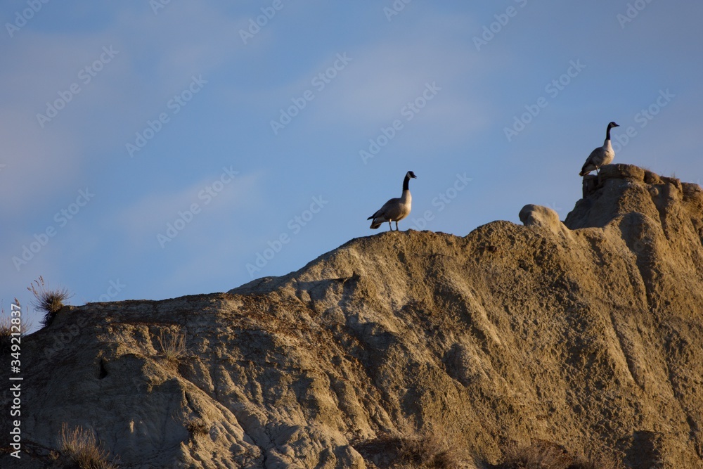 silhouette of geese on the top of mountain