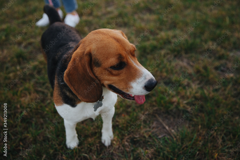 beagle, dog, pet, animal, puppy, cute, canine, grass, brown, white, hound, portrait, breed, young, adorable, mammal, doggy, pedigree, pup, domestic, sitting, purebred, dogs, nose, friend