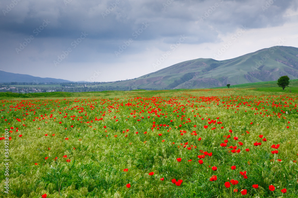 Blooming meadow of red poppies. Beautiful summer landscape with blooming poppies field. Kyrgyzstan Tourism and travel.