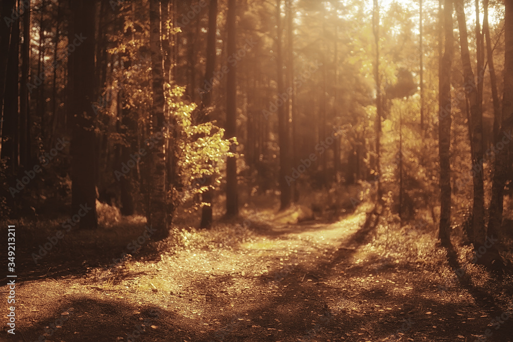 Obraz premium autumn in the coniferous forest landscape, abstract view of the autumn yellow forest, beautiful nature