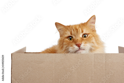adult ginger cat sitting in a brown cardboard box on a white background