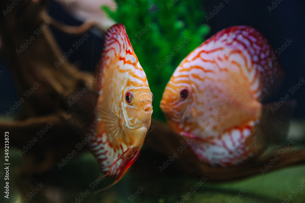 Fototapeta premium DISCUS ДИСКУС Дискусы