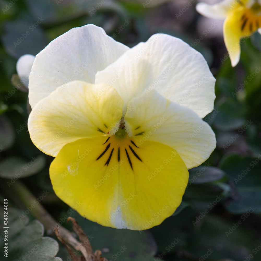 Bunte Hornveilchen als Frühlingspflanzen im Garten Bunte Hornveilchen als Frühlingspflanzen im Garten