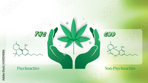 CBD and THC chemical formula of Marijuana,vector infographic on white background.