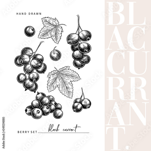 Hand drawn black currant branch, leaf and berry. Engraved vector illustration. Blackberry agriculture plant. Summer harvest, jam or marmalade vegan ingredient. Menu, package, cosmetic and food design.