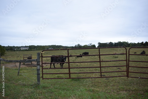 cows in a field