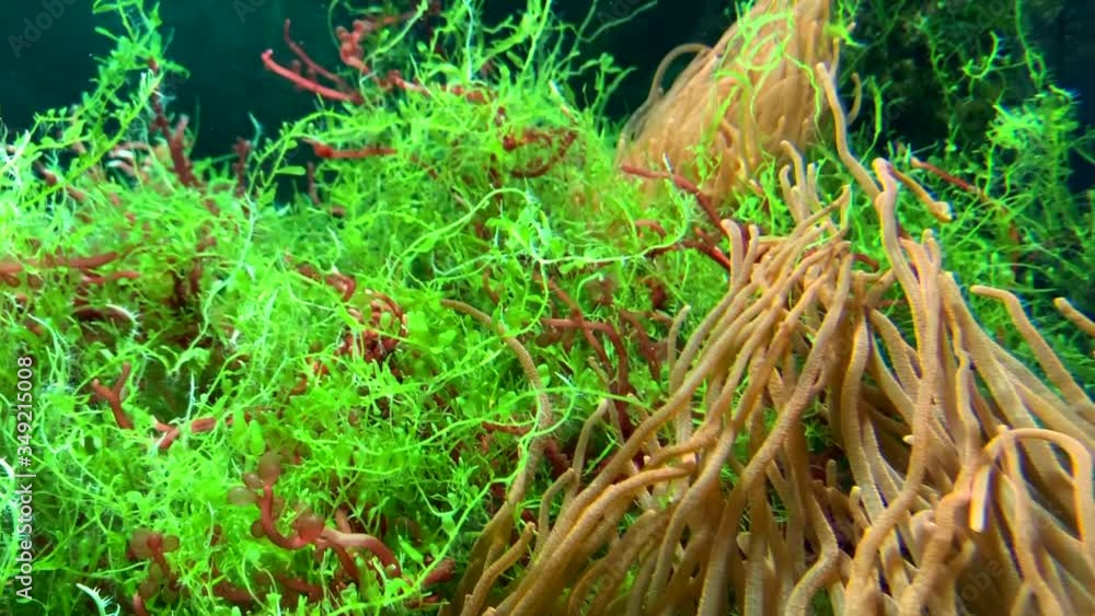 Yellow algae on the bottom of the aquarium live under water. The long grass turns and floats. Yellow algae on the bottom of the aquarium live under water. The long grass turns and floats.