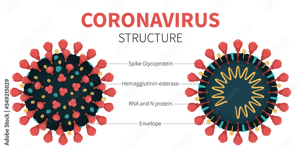 Close-up vector illustration of COVID-19 internal and external structure showing Spike Glycoprotein, Hemagglutinin, RNA and N protein and Envelope. Anatomy of red coronavirus with description. Close-up vector illustration of COVID-19 internal and external structure showing Spike Glycoprotein, Hemagglutinin, RNA and N protein and Envelope. Anatomy of red coronavirus with description.