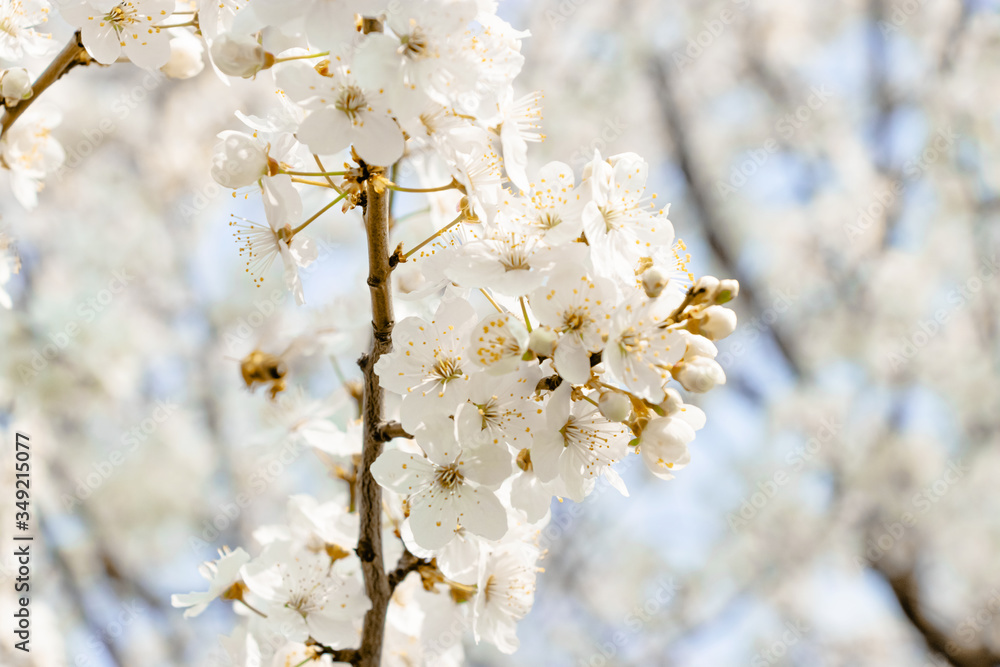 Obraz premium flowering trees, pollination by bees