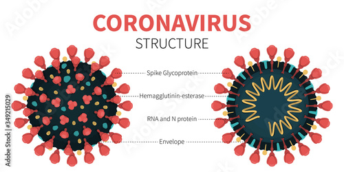 Close-up vector illustration of COVID-19 internal and external structure showing Spike Glycoprotein, Hemagglutinin, RNA and N protein and Envelope. Anatomy of red coronavirus with description.