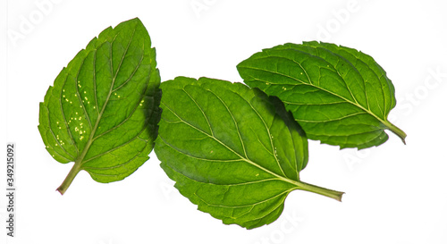 3 mint leaves close up macro isolated on white background with clipping paths visible