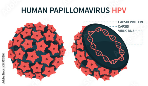 Internal and external structure of human papillomavirus HPV. An enlarged schematic representation. Vector illustration.