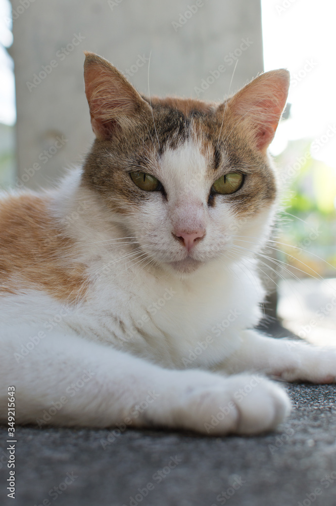 こちらをじっと見つめる三毛猫 こちらをじっと見つめる三毛猫