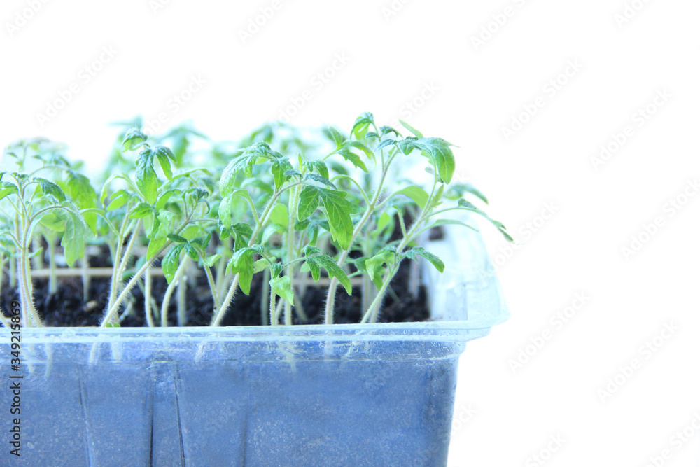 seedlings in a container of tomatoes on a windowsill isolated seedlings in a container of tomatoes on a windowsill isolated