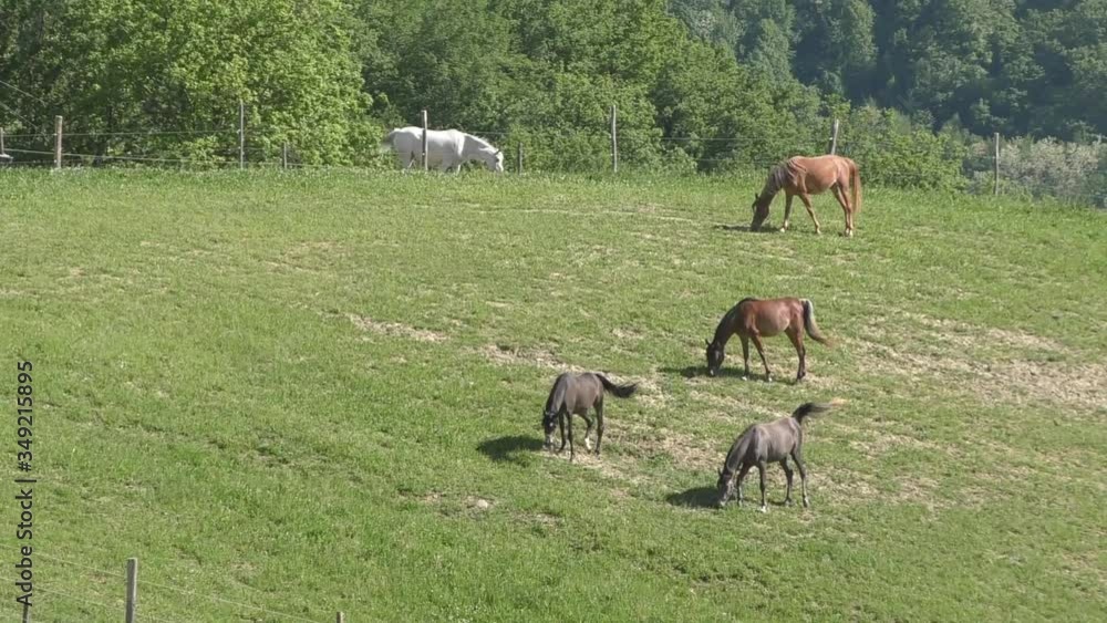 horses grazing in the mountains surrounded by greenery horses grazing in the mountains surrounded by greenery