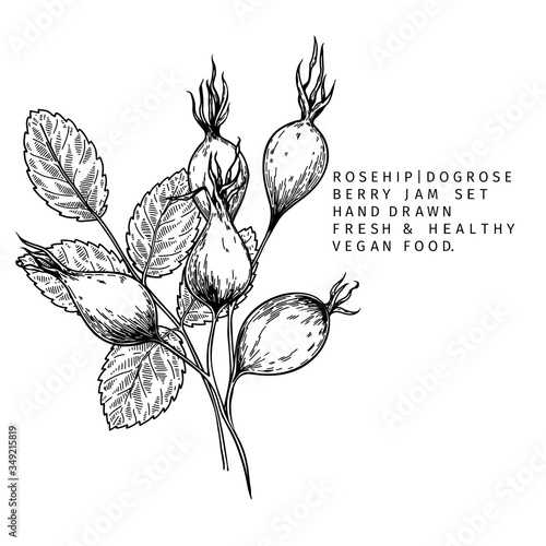Hand drawn wild rose branch, leaf, flower and berry. Engraved vector illustration. Dog rose, rosehip plant. Summer harvest, jam or marmalade vegan ingredient. Menu, package, cosmetic and food design.