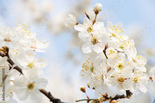 Wallpaper Mural flowering trees, pollination by bees Torontodigital.ca